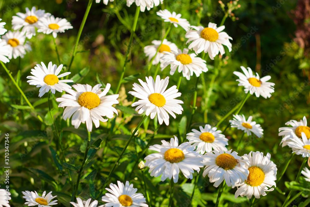 Many bright daisies in the garden among the greenery Many bright daisies in the garden among the greenery