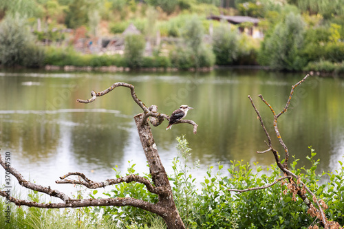 Laughing kookaburra on a branch in front of the lake - Dacelo novaeguineae - kingfisher of Australia