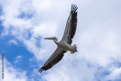 Pelican in flight on a blue cloudy sky © Jérôme Bouche