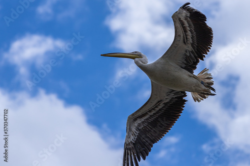 Pelican in flight on a blue cloudy sky