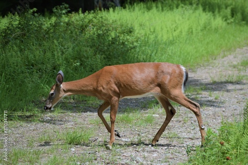 antelope in the park