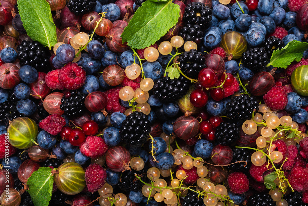 Gooseberries, blueberries, mulberry, raspberries, white and red currants. Gooseberries, blueberries, mulberry, raspberries, white and red currants.
