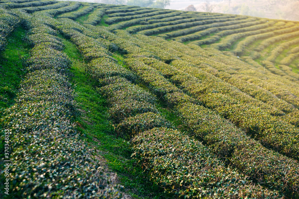 Landscape of Tea Plantation Field on mountain , Chiang mai , Thailand