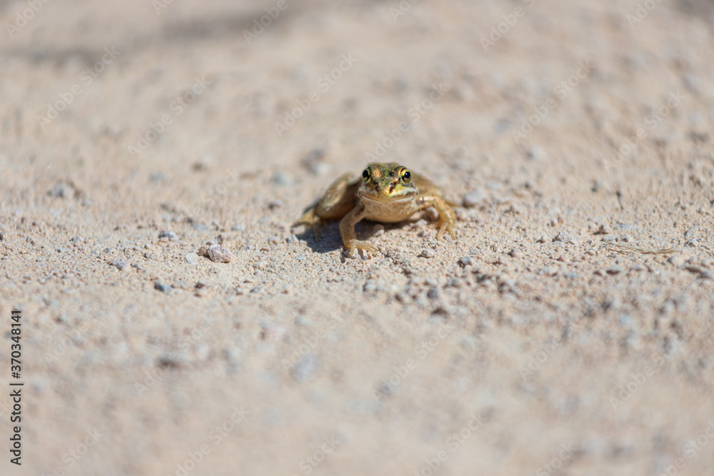 Frog on the ground isolated with bokeh Frog on the ground isolated with bokeh