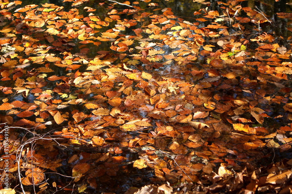 Close up of dry fallen Autumn leaves in the water of the lake with sunshine on it, Tsuta Onsen, Aomori, Japan, Asia