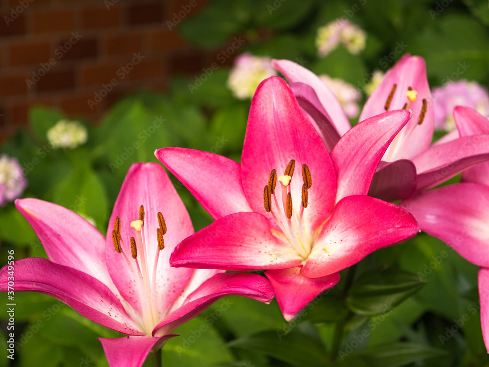 Fototapeta premium ピンク色のユリ