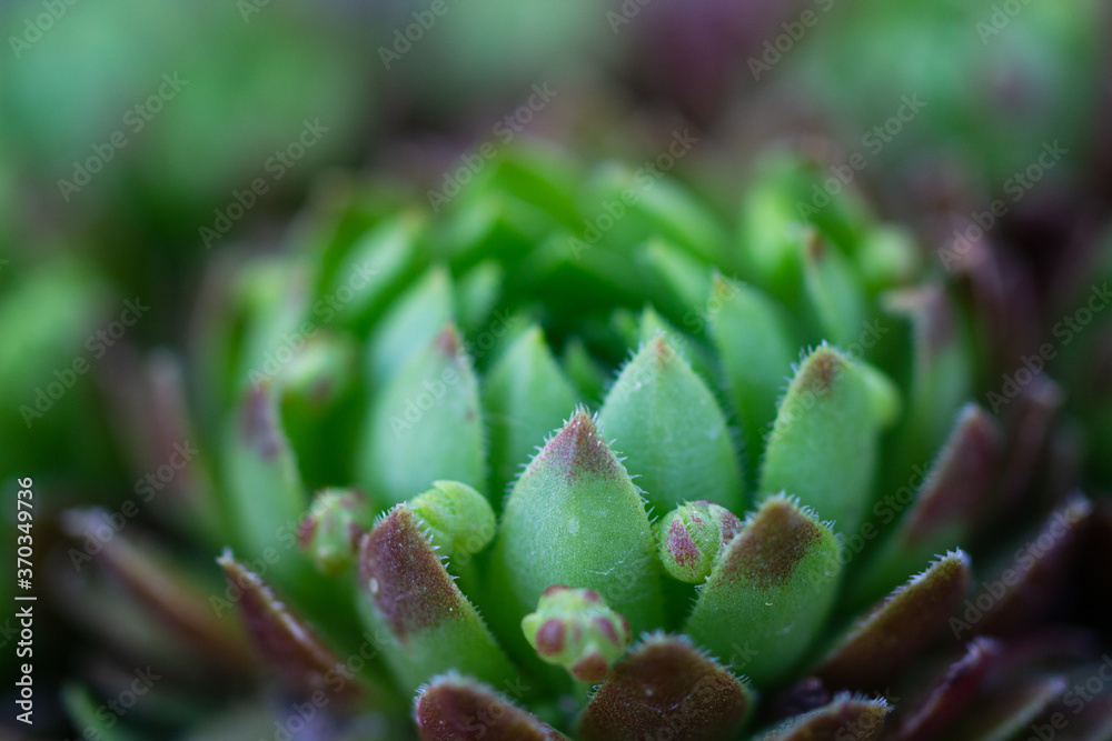 Sempervivum tectorum, the common houseleek with red and green leaves growing in rock garden, also known as rockery or alpine garden Sempervivum tectorum, the common houseleek with red and green leaves growing in rock garden, also known as rockery or alpine garden