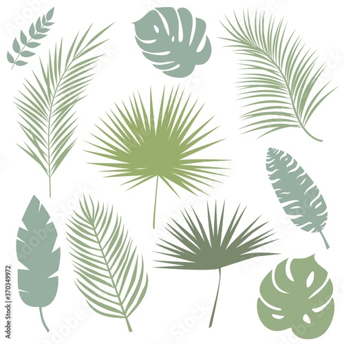 Palm leaves