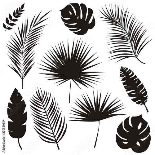 Palm leaves