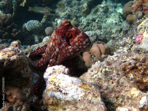 Octopus. Big Blue Octopus on the Red Sea Reefs. © Vitalii6447