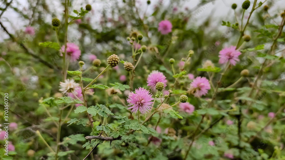 Beautiful blossoming pink flowers of wild Indian bush looking like Mimosa strigillosa (sunshine mimosa) Beautiful blossoming pink flowers of wild Indian bush looking like Mimosa strigillosa (sunshine mimosa)
