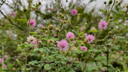 Beautiful blossoming pink flowers of wild Indian bush looking like Mimosa strigillosa  sunshine mimosa  