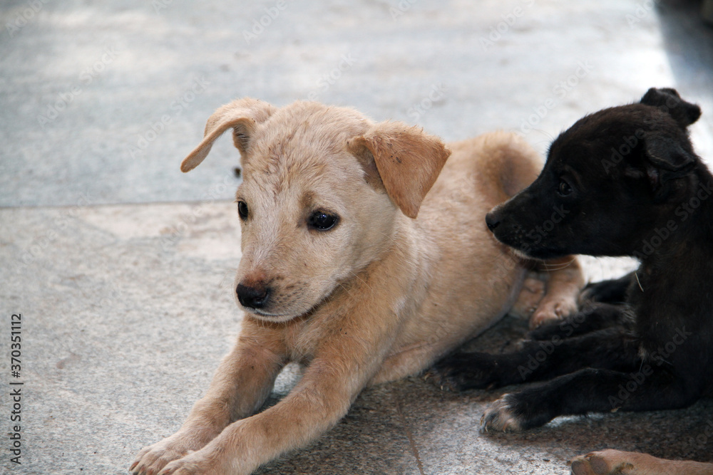 Small puppies showing love and care on street Small puppies showing love and care on street
