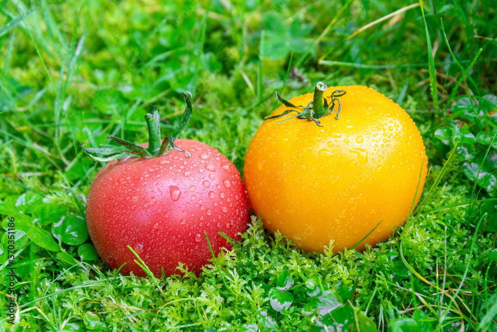 Freshly harvested tomatoes lying in the summer grass. Freshly harvested tomatoes lying in the summer grass.