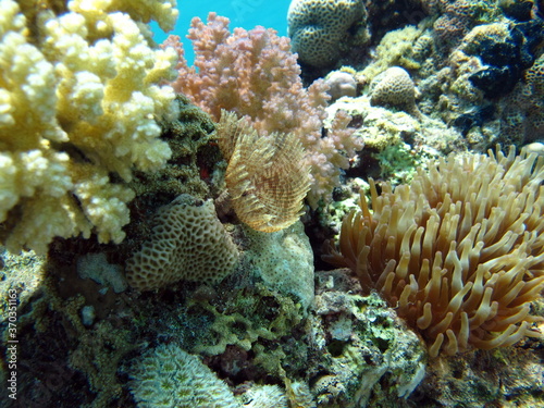 Beautiful fish on the Red Sea reef. 