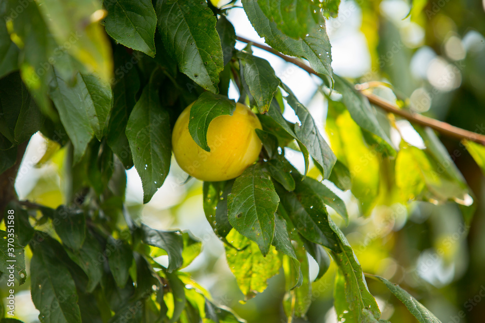Close up of a yellow, organic and isolated plum on a plum tree