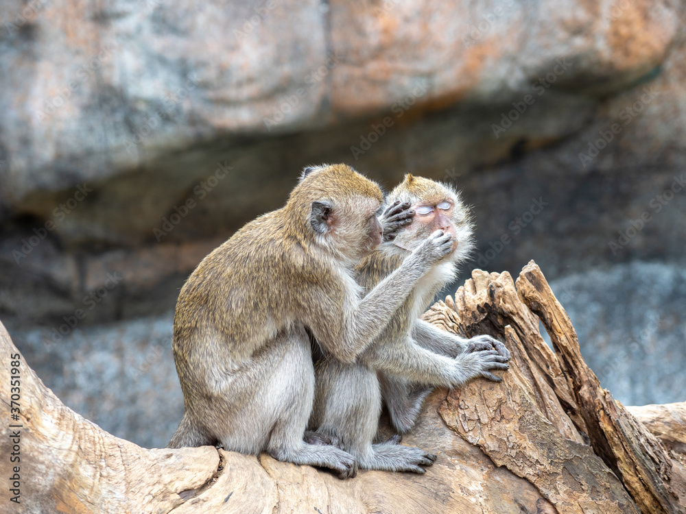 Formosan Rock Macaques, are the endemic species of Taiwan, in Hsinchu Zoo. Formosan Rock Macaques, are the endemic species of Taiwan, in Hsinchu Zoo.