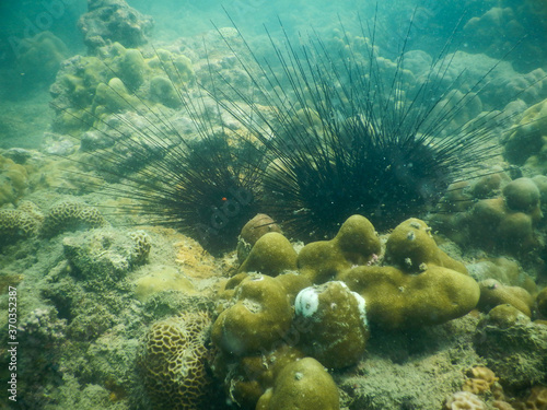 Yellow coral and urchin at the reefs of Ao Nang, Thailand