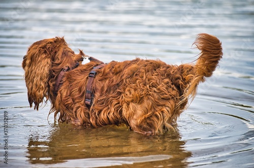 Quadro em tela Dog play and romp on the dog beach in Langenhagen near Hannover at the Silbersee