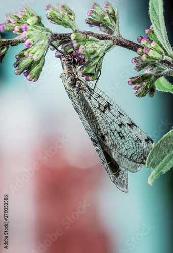 Fényképezés The adult antlion [Myrmeleontidae]