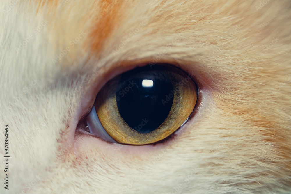 The macro photograph shows the tiny hairs in the cat's eyes.