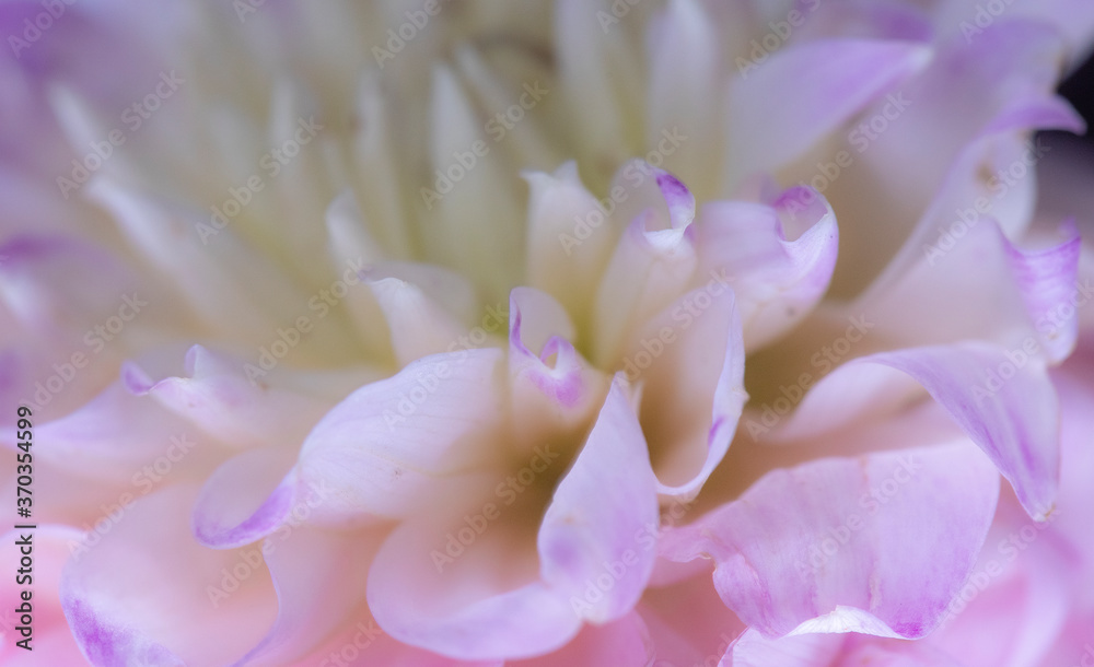 close up of pink white flower