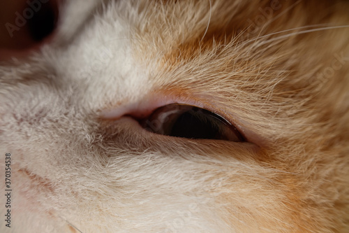 The macro photograph shows the tiny hairs in the cat's eyes.