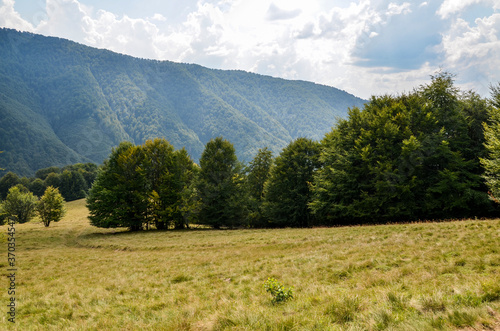 Green forest and mountain ridge. Beautiful summer landscape of Carpathians, Ukraine