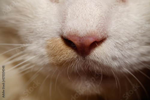 Fur on the cat's nose and mouth