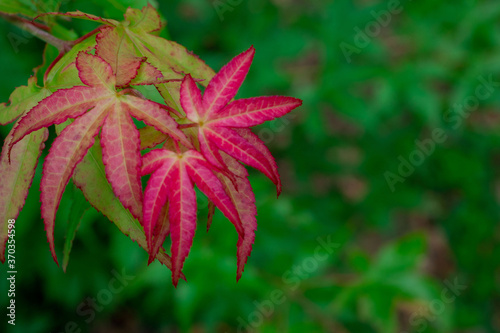 Maple leaves that have just turned red in autumn