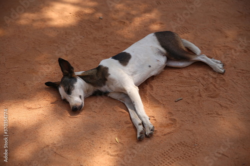 Dog sleeps in the shade on the beach