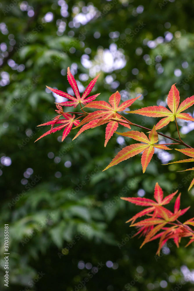 Maple leaves that have just turned red in autumn Maple leaves that have just turned red in autumn