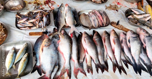 Variety for fish being sold in Indian Fishmarket