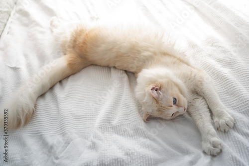Cute white rag doll cat stretching on a white bed at home