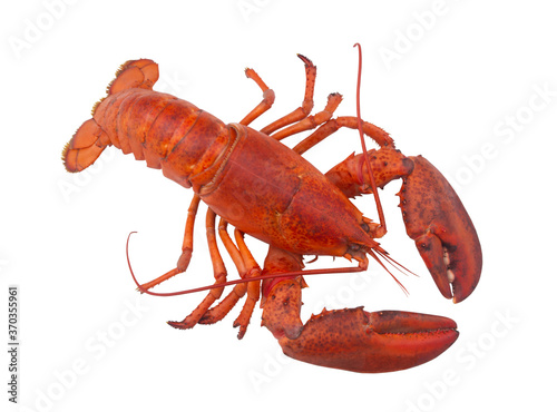 Cooked lobster isolated on white background, American lobster (Homarus americanus) 