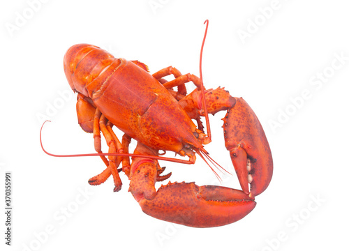Cooked lobster isolated on white background, American lobster (Homarus americanus) 