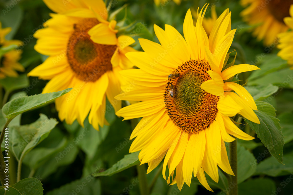 Trispen, St Ermes, Cornwall, UK. 08//08/2020.
A field of sunflowers bursts in to flower as the mid August sun beats down during another hot summer. Trispen, St Ermes, Cornwall, UK. 08//08/2020.
A field of sunflowers bursts in to flower as the mid August sun beats down during another hot summer.