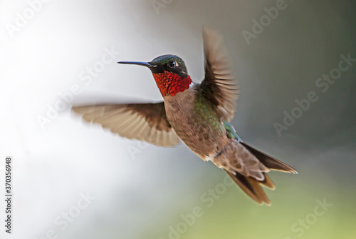 Fotografia, Obraz hummingbird in flight