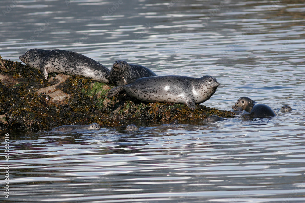 Fototapeta premium Harbor Seals, Phoca vitulina, Alaska