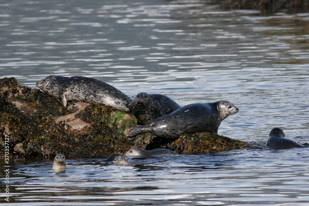 Fototapeta premium Harbor Seals, Phoca vitulina, Alaska