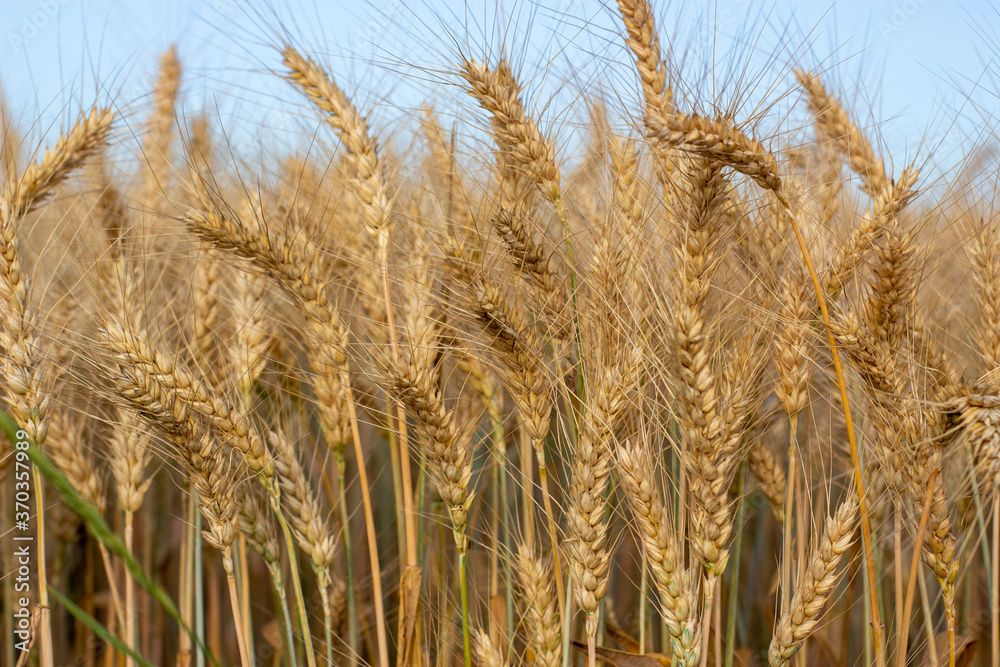 Ripe ears of barley in the field are ready for harvest. Ripe ears of barley in the field are ready for harvest.
