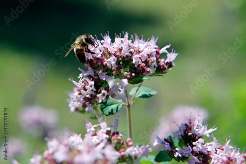 Wilder Majoran (Dost Origanum) mit Insekten und Bienen photo