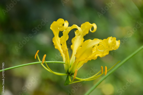 Amazing yellow flower Gloriosa Superba (flame lily, climbing lily, gloriosa lily or fire lily) on the green background photo