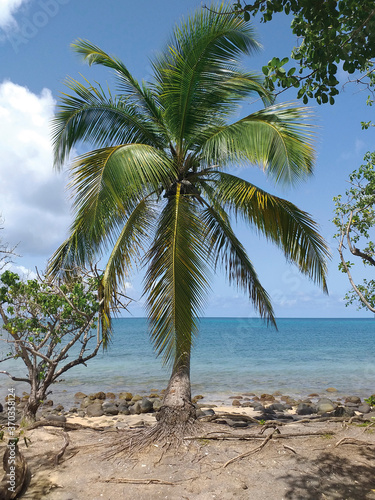 Coconut tree next to turquoise waters of the caribbean sea  wild beach under tropical blue sky. Exotic tropical paradise coast and idyllic landscape background.