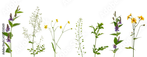 Many various stems of meadow grass with yellow, white and purple flowers on white background © ktv144
