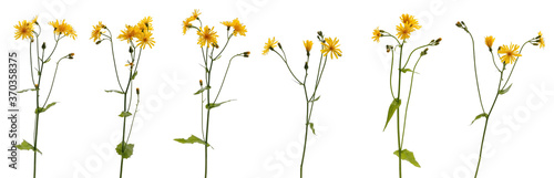 Many yellow meadow wildflowers at various angles on white background