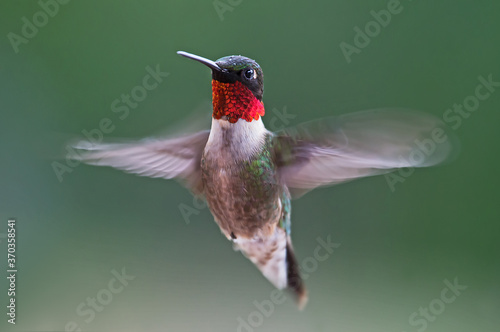 hummingbird in flight