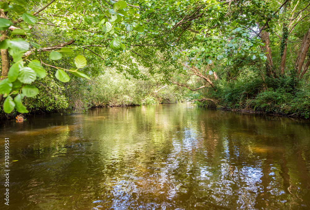 magnificent landscapes of a stream crossing the forest magnificent landscapes of a stream crossing the forest