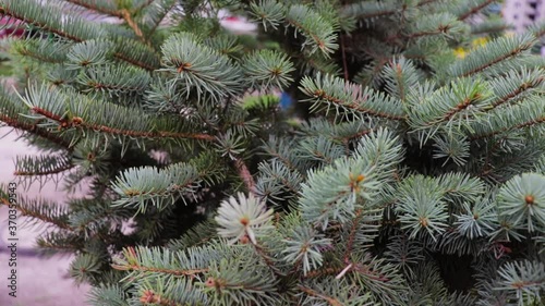 Branches of blue spruce swaying in the wind, slow motion. Floating focus, video