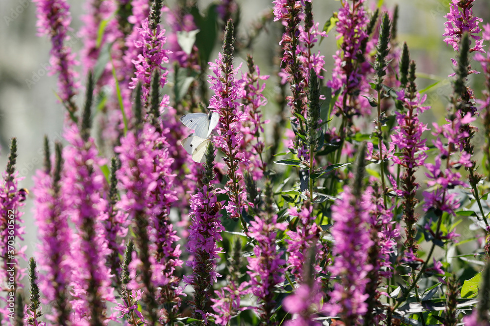 Obraz premium Blutweiderich Pflanze (Lythrum salicaria) mit Insekten und Schmetterling